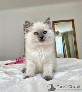 Photo №1. ragdoll - for sale in the city of New York | 400$ | Announcement № 102887