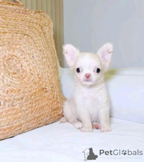 Photo №2 to announcement № 168771 for the sale of chihuahua - buy in United States breeder