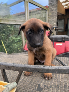 Photo №2 to announcement № 144557 for the sale of malinois - buy in Germany breeder