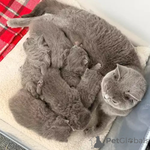 Photo №1. british shorthair - for sale in the city of Wetzlar | 392$ | Announcement № 167249