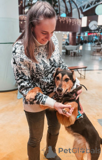 Photo №4. I will sell non-pedigree dogs in the city of Moscow river. private announcement - price - Is free