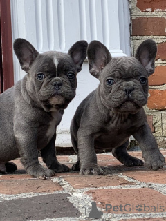 Photo №1. french bulldog - for sale in the city of Chemnitz | Is free | Announcement № 123912