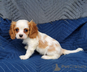 Photo №1. cavalier king charles spaniel - for sale in the city of Афины | 264$ | Announcement № 98639