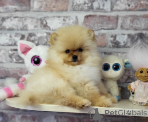 Photo №3. Pomeranian miniature spitz. Belarus