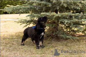 Photo №2 to announcement № 99820 for the sale of buryat-mongolian wolfhound - buy in Russian Federation private announcement