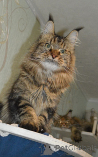 Photo №2 to announcement № 156809 for the sale of maine coon - buy in Germany breeder