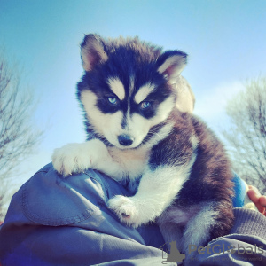 Photo №1. siberian husky - for sale in the city of Kaluga | negotiated | Announcement № 10158