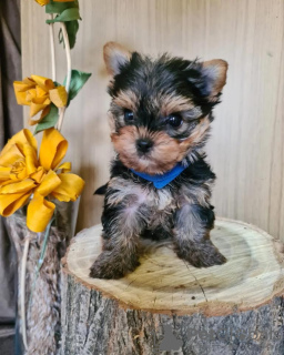 Photo №2 to announcement № 78913 for the sale of yorkshire terrier - buy in Serbia breeder