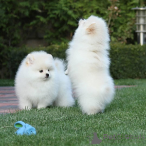 Photo №2 to announcement № 64747 for the sale of pomeranian - buy in Greece private announcement, breeder