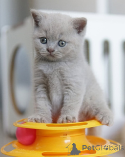 Photo №1. british shorthair - for sale in the city of Brandenburg | negotiated | Announcement № 143871