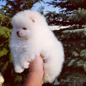 Additional photos: Pomeranian puppies