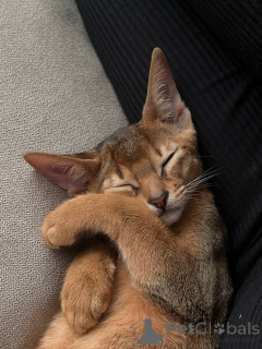 Photo №1. abyssinian cat - for sale in the city of Aizlingen | 413$ | Announcement № 156803