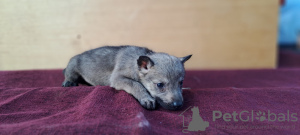 Additional photos: Czechoslovakian Wolfdog puppies