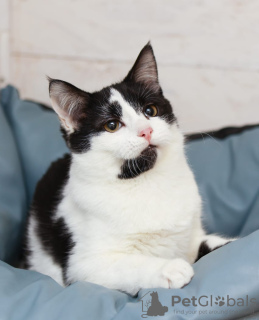 Photo №3. Black and white kitten Cosmos looking for a home. Russian Federation