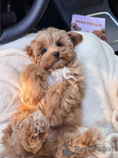 Photo №3. Wunderschöne Maltipoo-Welpen suchen ein liebevolles Zuhause für immer! . France