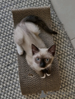 Photo №2 to announcement № 170650 for the sale of siamese cat - buy in Netherlands breeder