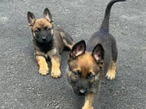 Photo №2 to announcement № 165436 for the sale of belgian shepherd - buy in Austria private announcement, breeder
