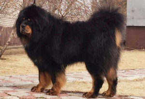 Photo №2 to announcement № 6351 for the sale of tibetan mastiff - buy in Russian Federation from nursery