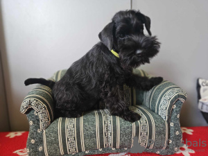 Additional photos: Black miniature schnauzer with a passport