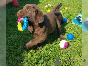 Photo №1. labrador retriever - for sale in the city of Бохум | 565$ | Announcement № 136867