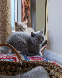 Photo №1. british shorthair - for sale in the city of Milan | 413$ | Announcement № 174330
