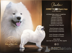 Photo №3. Samoyed FCI puppies after champion. Poland