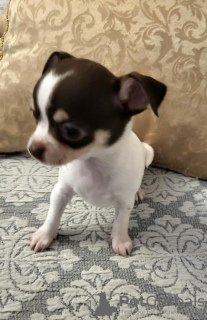 Additional photos: Chihuahua, cuddly puppies