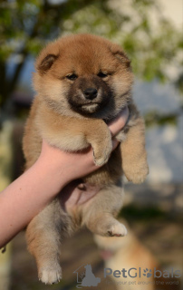 Photo №1. shiba inu - for sale in the city of Minsk | negotiated | Announcement № 81238