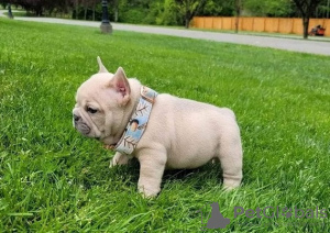 Photo №1. french bulldog - for sale in the city of Brussels | negotiated | Announcement № 82168
