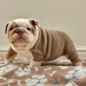 Photo №1. english bulldog - for sale in the city of Budapest | negotiated | Announcement № 112248