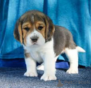Photo №2 to announcement № 165422 for the sale of beagle - buy in Austria private announcement, breeder