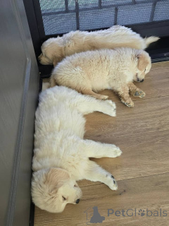 Photo №3. Entzückende Golden-Retriever-Welpen suchen ein liebevolles Zuhause!. Greece