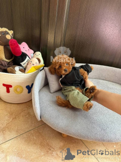 Photo №3. Toy Poodle Puppies for good homes. Switzerland