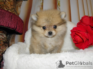 Photo №4. I will sell pomeranian in the city of Москва. private announcement, breeder - price - 338$