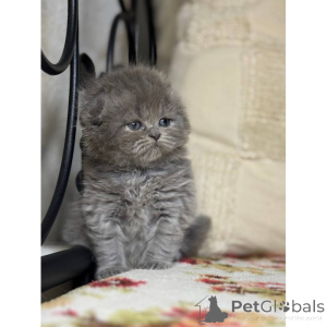 Photo №1. scottish fold - for sale in the city of Marburg | 361$ | Announcement № 174412