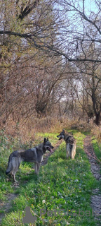 Additional photos: Czechoslovakian Wolfdog puppies