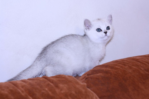 Photo №2 to announcement № 3471 for the sale of british shorthair - buy in Russian Federation from nursery