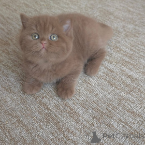 Photo №2 to announcement № 165155 for the sale of british shorthair - buy in Germany private announcement, from the shelter
