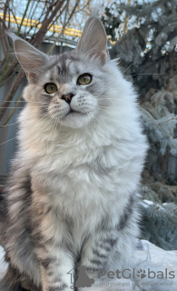 Photo №1. maine coon - for sale in the city of Taganrog | 391$ | Announcement № 36951