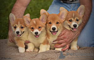 Additional photos: Welsh corgi pembroke puppies