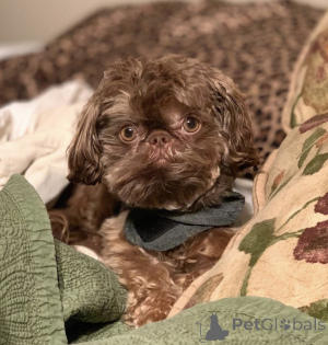 Photo №1. shih tzu - for sale in the city of Berlin | 329$ | Announcement № 142824