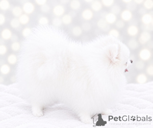 Photo №2 to announcement № 176859 for the sale of pomeranian - buy in Ukraine private announcement, from nursery, breeder