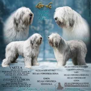Photo №1. south russian sheepdog - for sale in the city of Saulkrasti | negotiated | Announcement № 10179