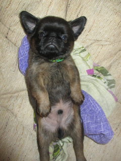 Additional photos: I offer to reserve puppies pti Brabancon.