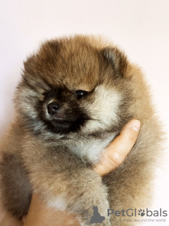 Photo №2 to announcement № 61945 for the sale of pomeranian - buy in Bulgaria private announcement