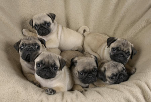 Photo №1. pug - for sale in the city of Kharkov | 400$ | Announcement № 375