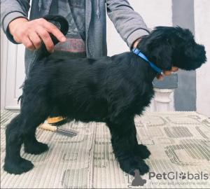 Photo №2 to announcement № 125763 for the sale of giant schnauzer - buy in Serbia 