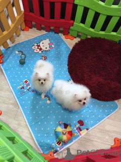 Photo №4. I will sell pomeranian in the city of Tbilisi. private announcement, from nursery, breeder - price - negotiated