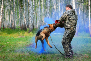 Photo №4. Dog handler in Russian Federation. Announcement № 3631