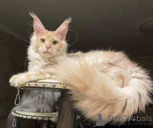 Photo №1. maine coon - for sale in the city of Minnesota City | negotiated | Announcement № 112453